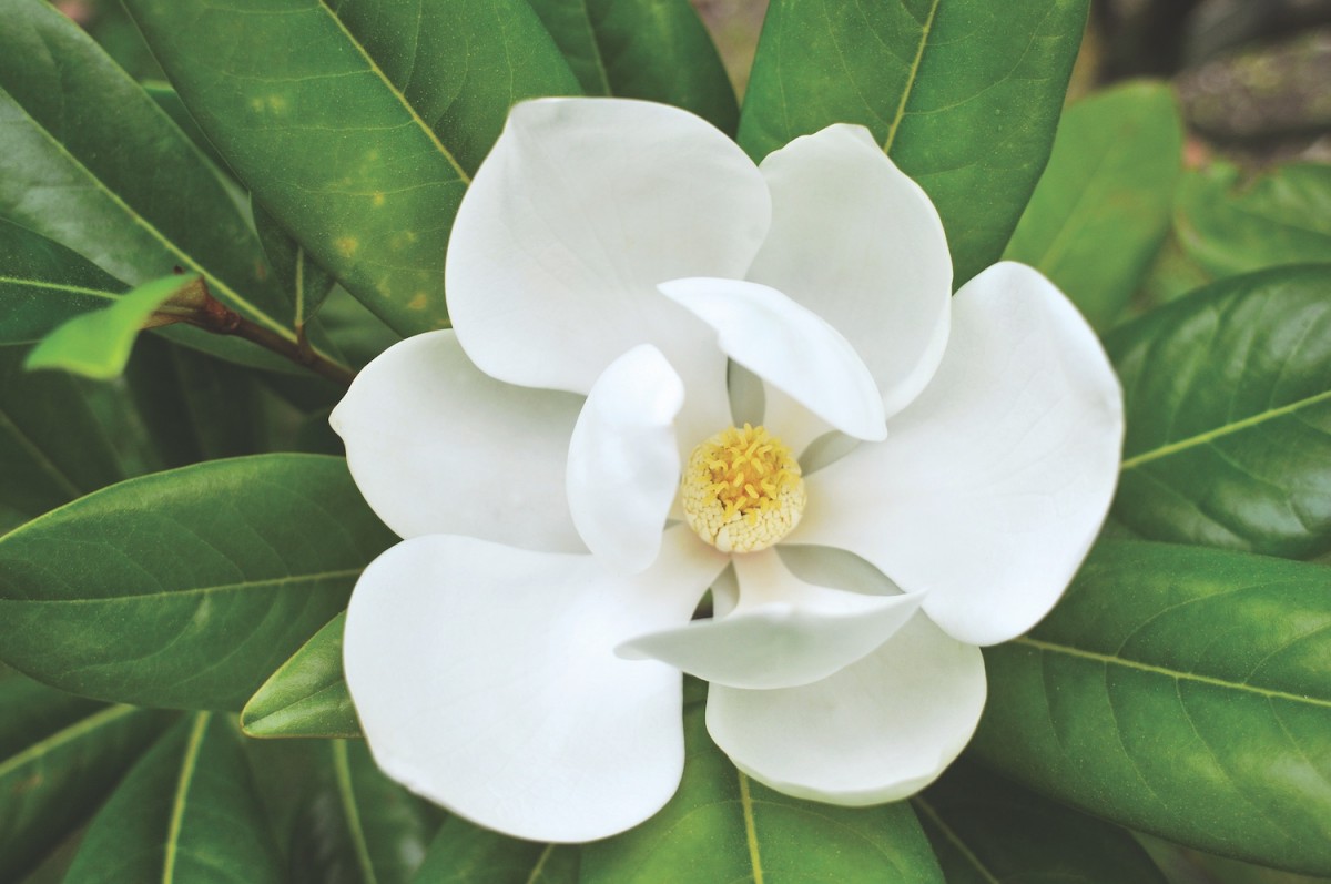  A close-up of magnolia blossoms in full bloom or a scenic view of a Southern landscape with magnolia trees.